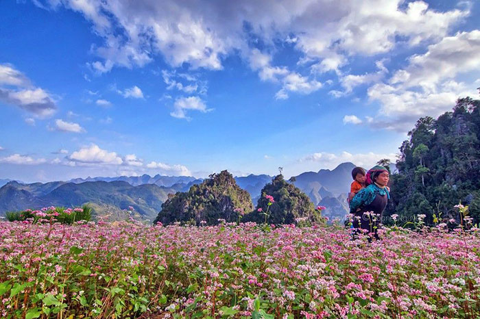 culture Vietnam fleur Ha Giang